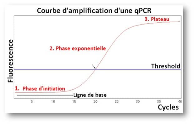qPCR courbe d'amplification