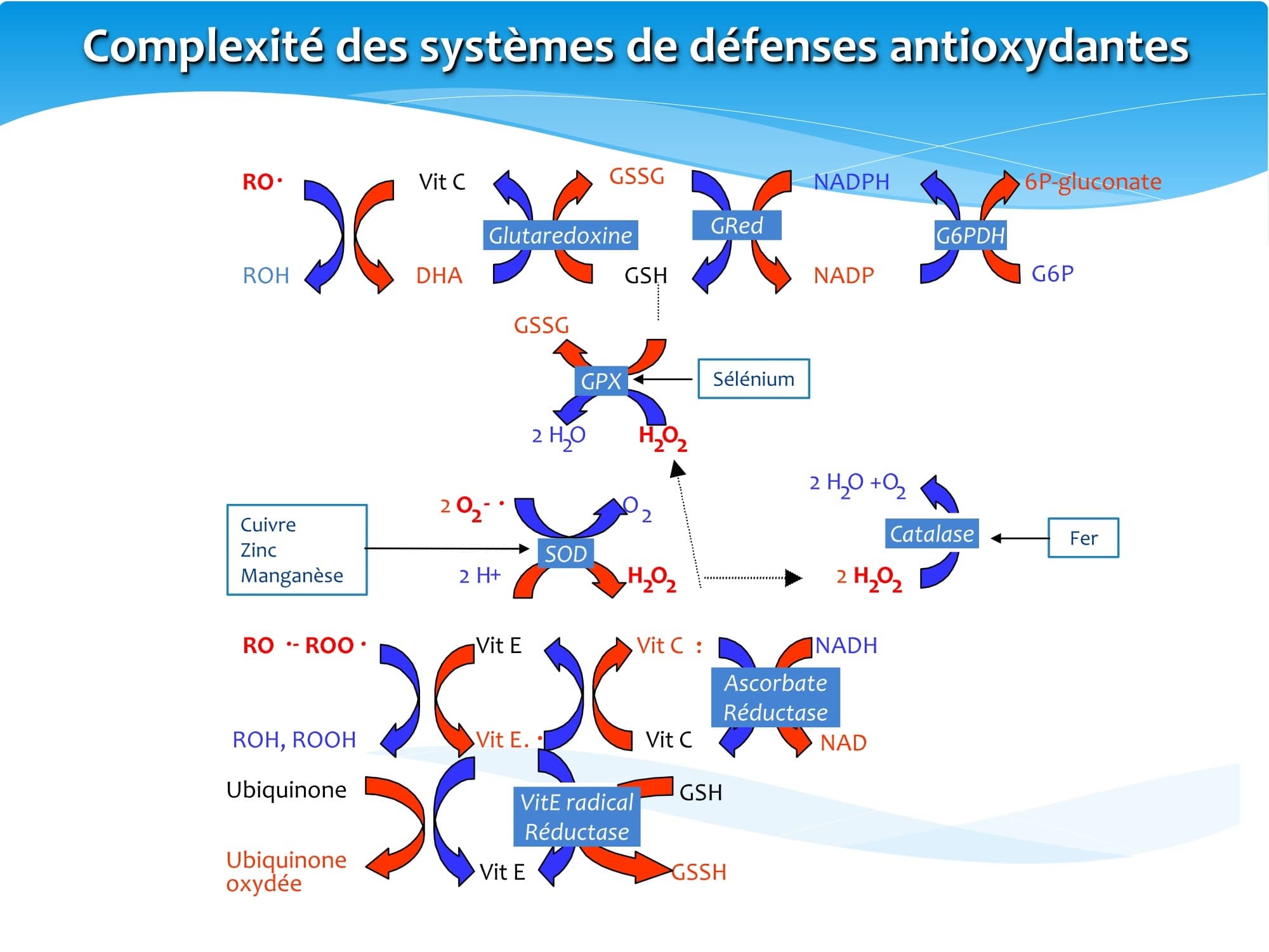 Complexité des systèmes de défenses antioxydantes