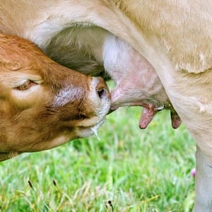 Veau tétant