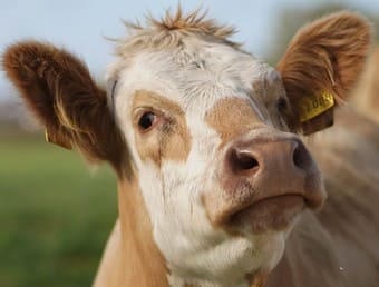 Santé animale